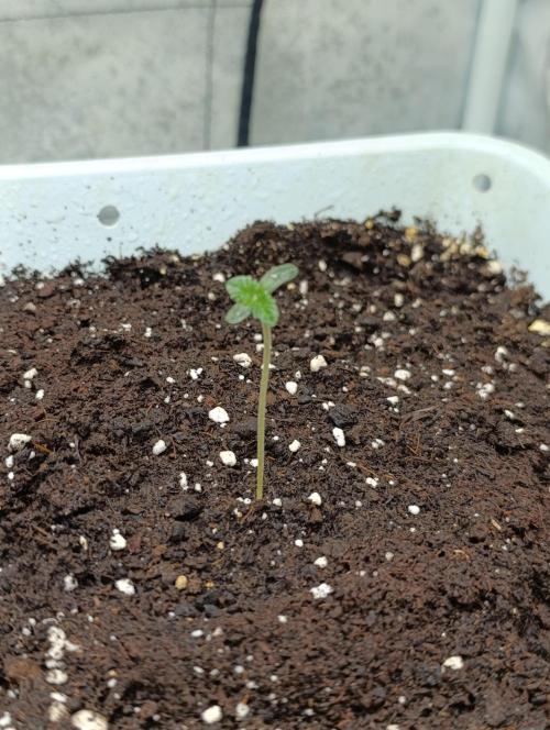 Děkuji Babičko. Week 1