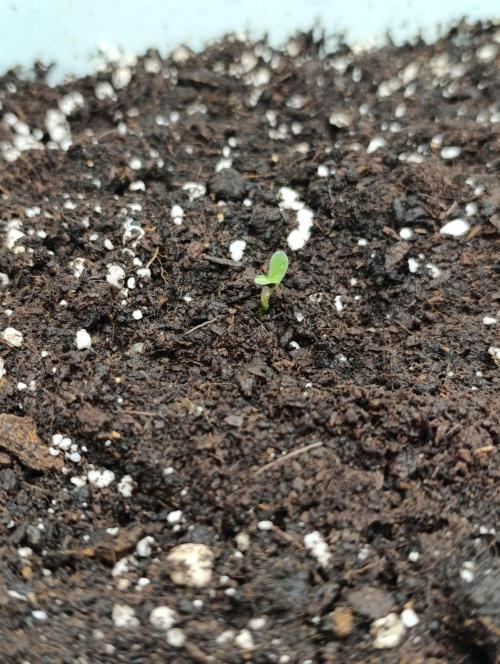 Děkuji Babičko. Week 1