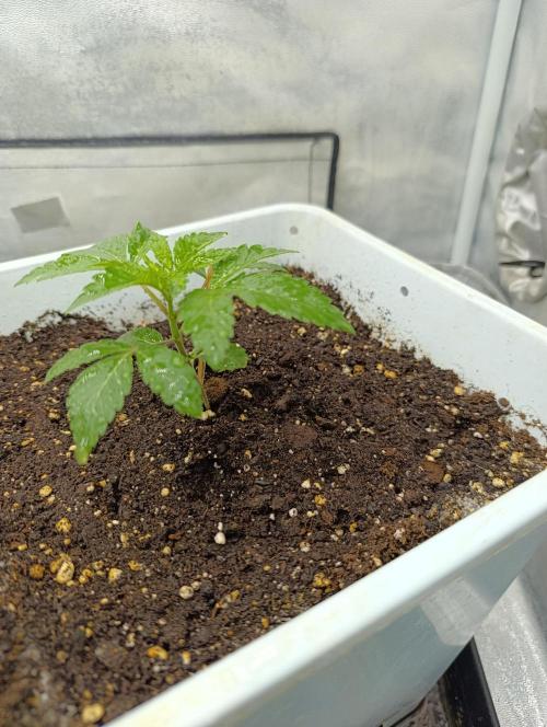 Děkuji Babičko. Week 2