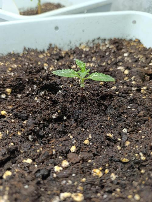 Děkuji Babičko. Week 2