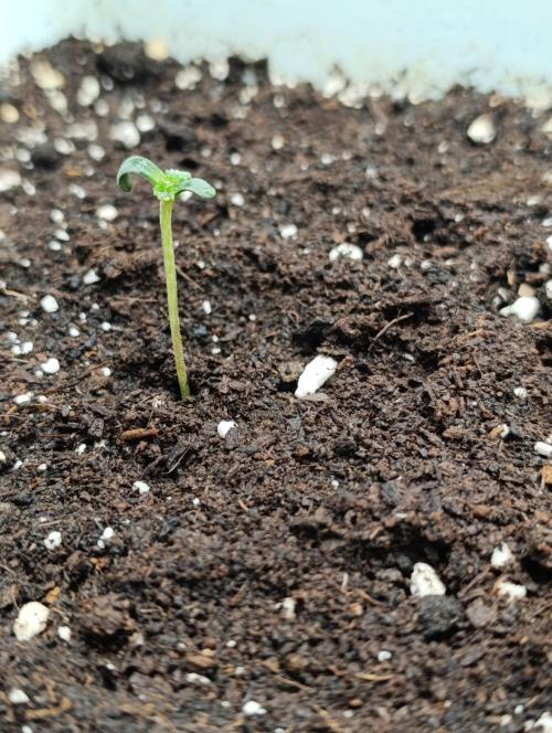 Děkuji Babičko. Week 0