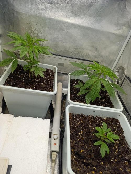 Děkuji Babičko. Week 3