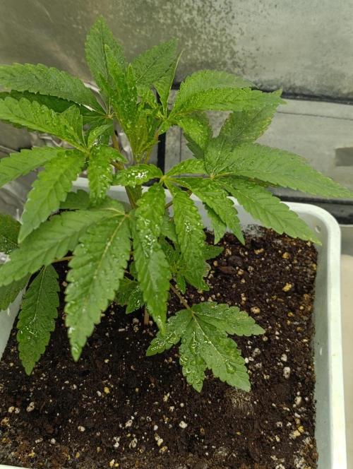 Děkuji Babičko. Week 3