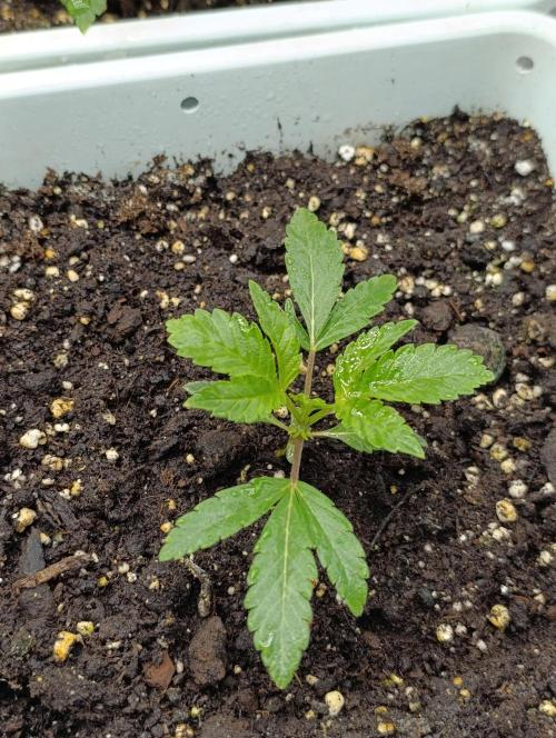 Děkuji Babičko. Week 3