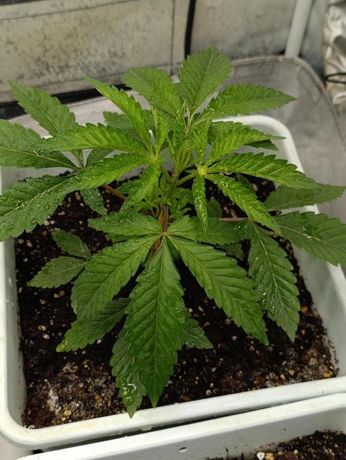 Děkuji Babičko. Week 3