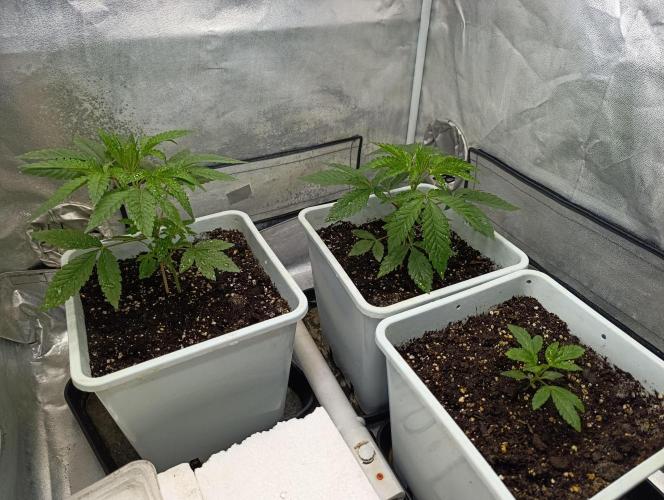 Děkuji Babičko. Week 3