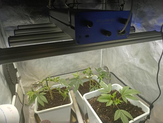 Děkuji Babičko. Week 4