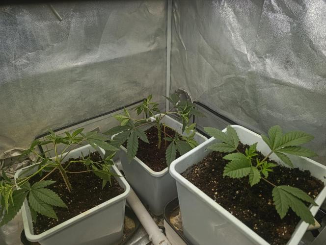 Děkuji Babičko. Week 4