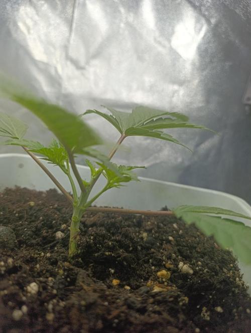 Děkuji Babičko. Week 4