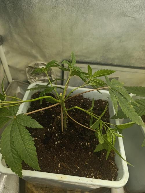 Děkuji Babičko. Week 4