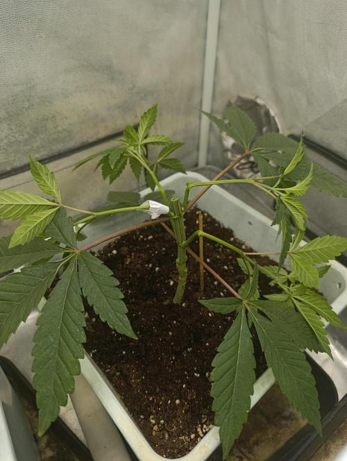 Děkuji Babičko. Week 4