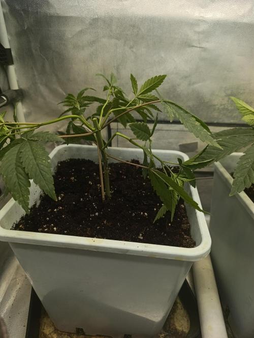 Děkuji Babičko. Week 4