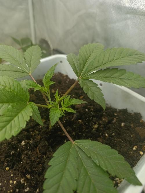 Děkuji Babičko. Week 4