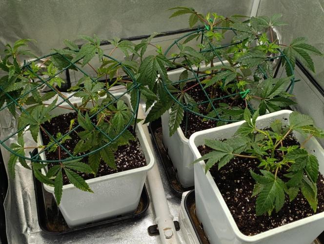 Děkuji Babičko. Week 5