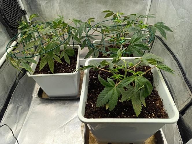 Děkuji Babičko. Week 5