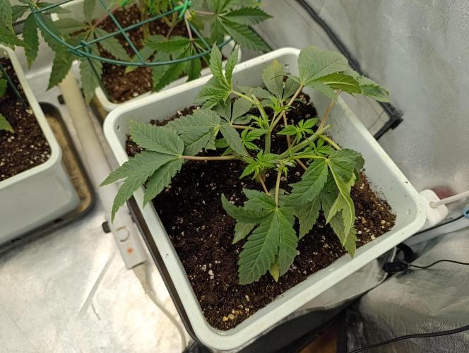 Děkuji Babičko. Week 5