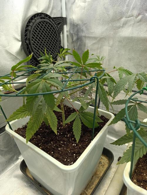 Děkuji Babičko. Week 5