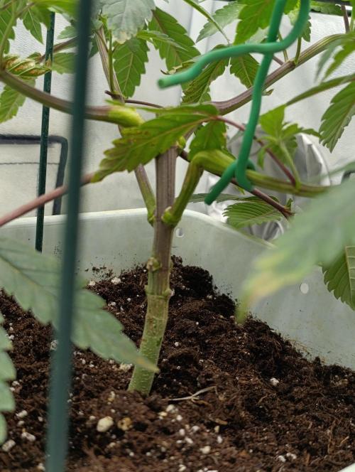 Děkuji Babičko. Week 5