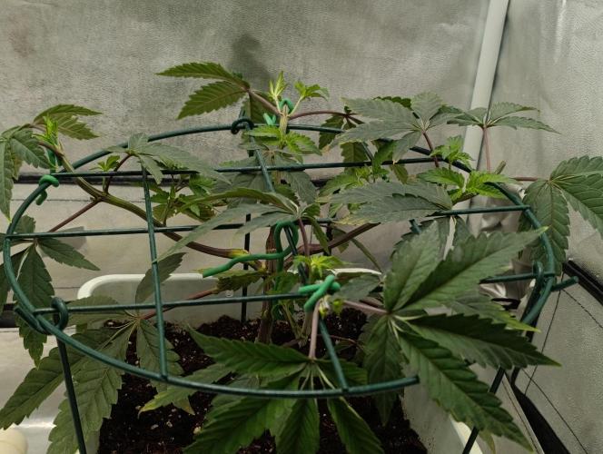 Děkuji Babičko. Week 5