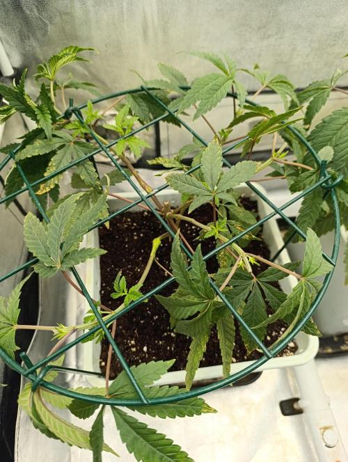 Děkuji Babičko. Week 5