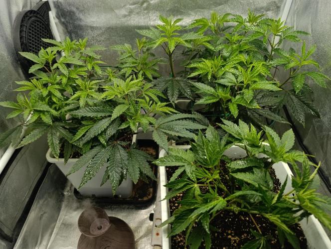 Děkuji Babičko. Week 6