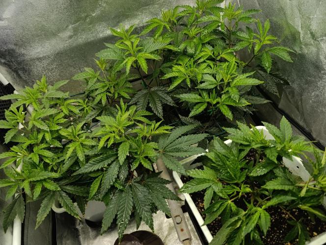 Děkuji Babičko. Week 6