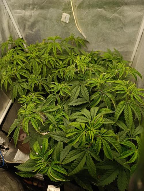 Děkuji Babičko. Week 7