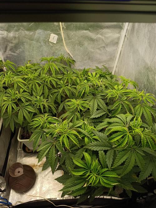 Děkuji Babičko. Week 7