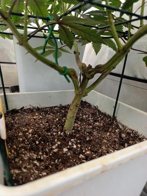 Děkuji Babičko. Week 7