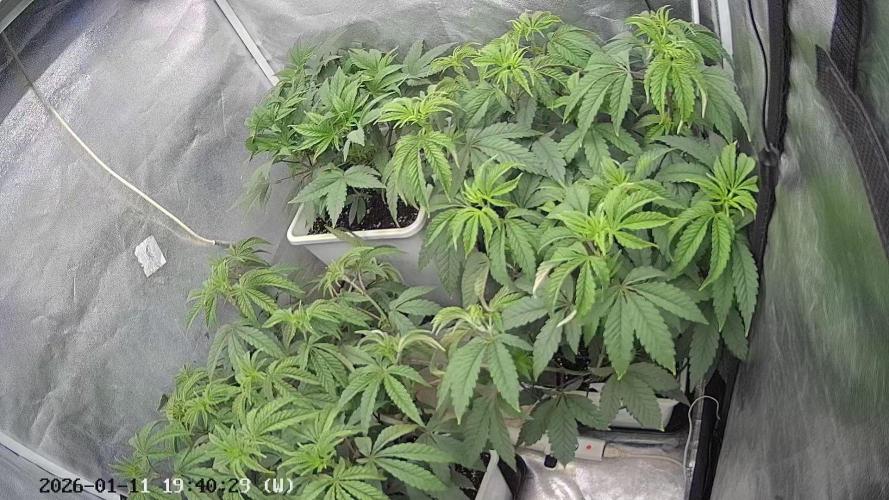 Děkuji Babičko. Week 7