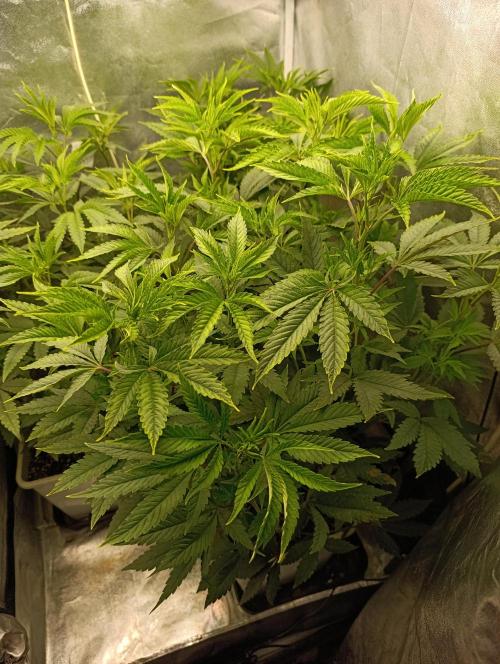 Děkuji Babičko. Week 8