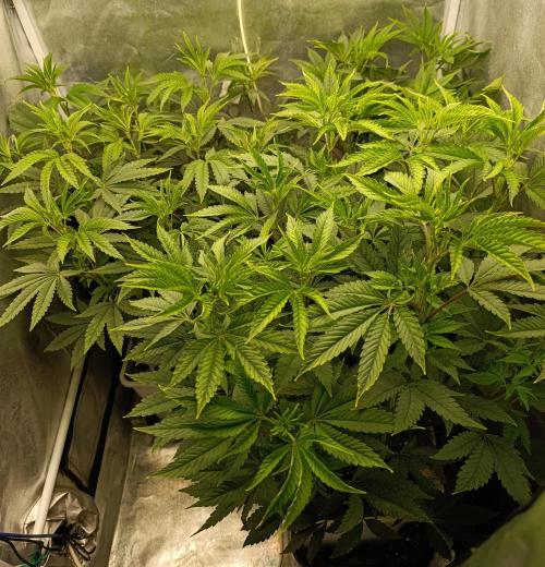 Děkuji Babičko. Week 8