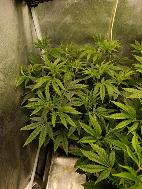 Děkuji Babičko. Week 8