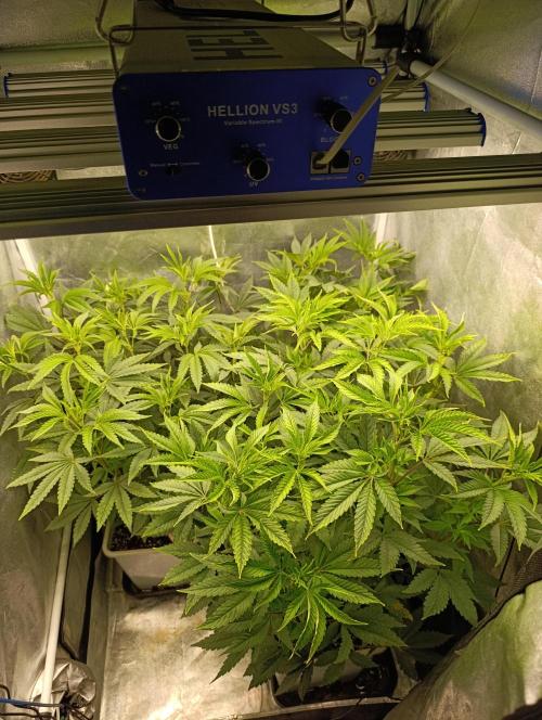 Děkuji Babičko. Week 8