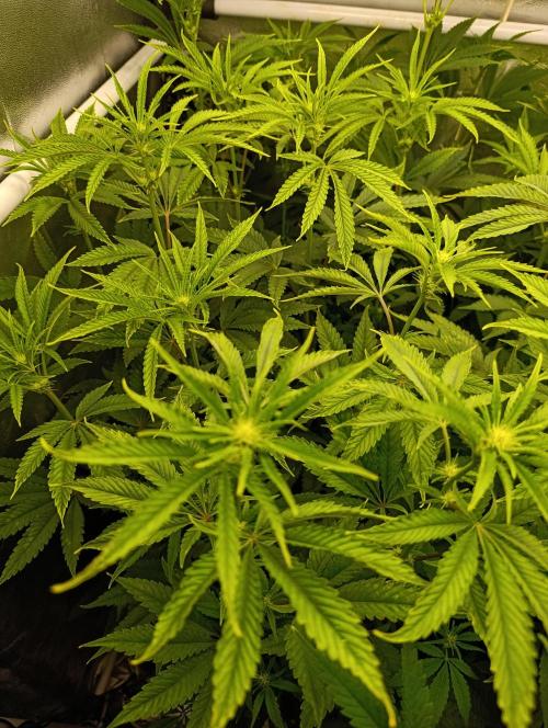 Děkuji Babičko. Week 9