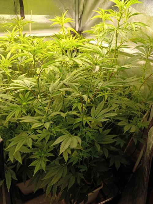 Děkuji Babičko. Week 9