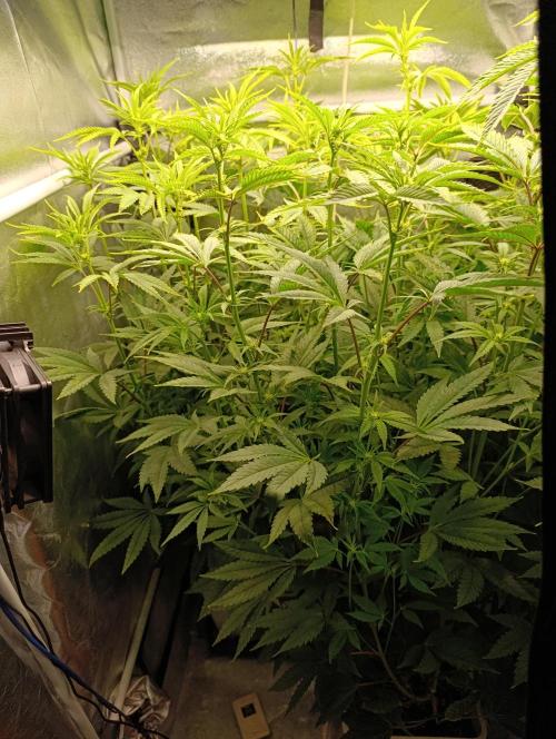 Děkuji Babičko. Week 9