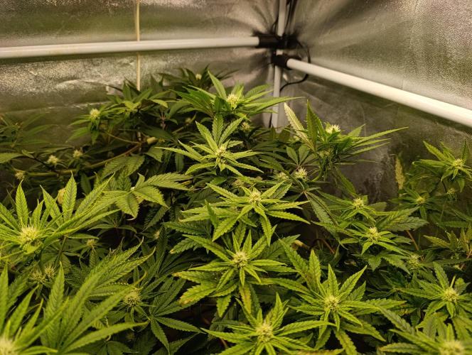 Děkuji Babičko. Week 10