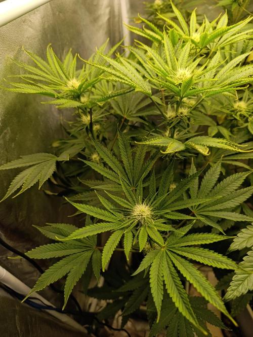 Děkuji Babičko. Week 10