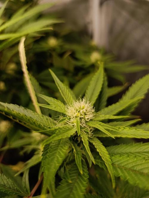 Děkuji Babičko. Week 10