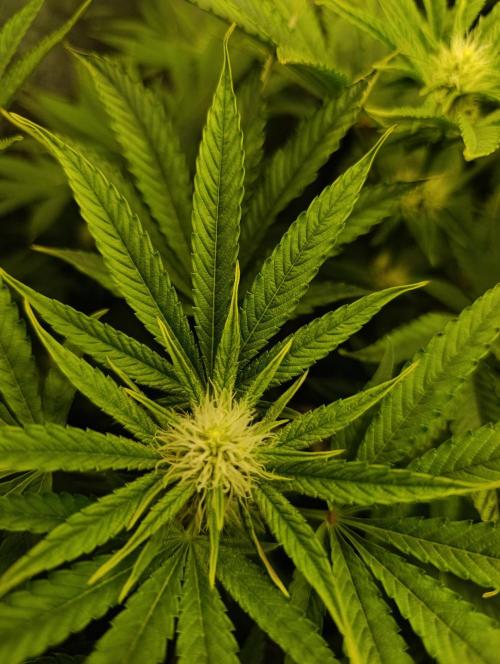 Děkuji Babičko. Week 10