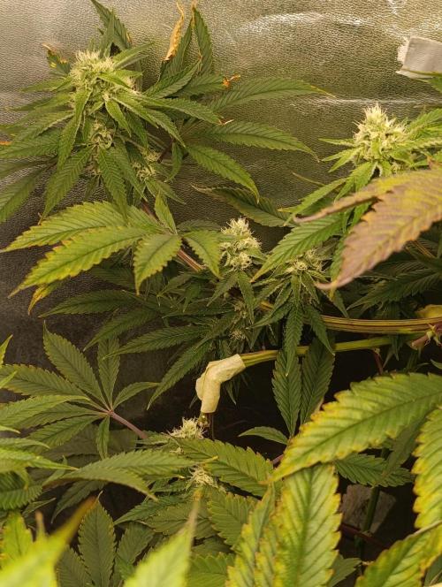 Děkuji Babičko. Week 11