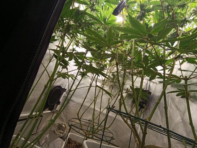 Děkuji Babičko. Week 11