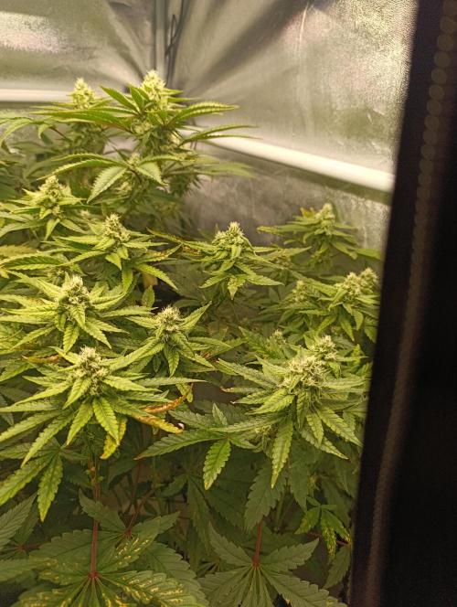 Děkuji Babičko. Week 11