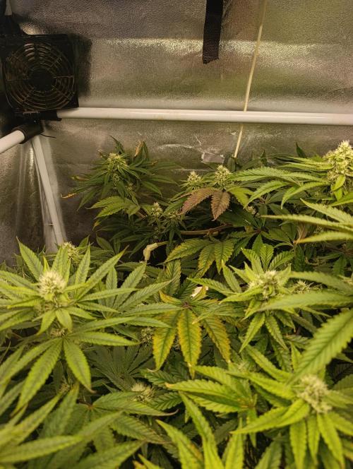 Děkuji Babičko. Week 11