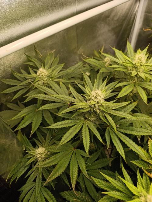 Děkuji Babičko. Week 11