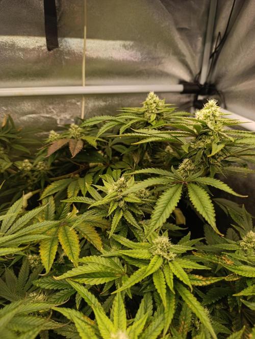 Děkuji Babičko. Week 11