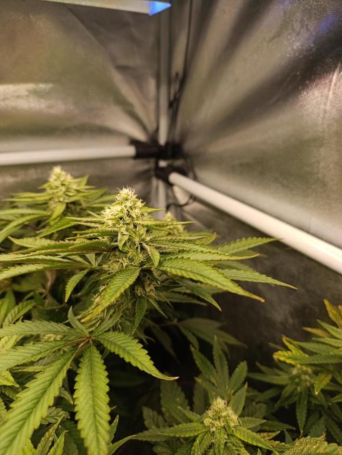 Děkuji Babičko. Week 11