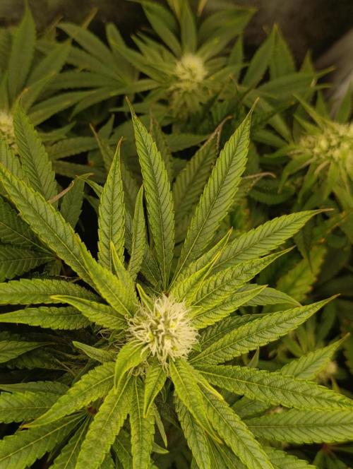 Děkuji Babičko. Week 11