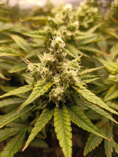 Děkuji Babičko. Week 12